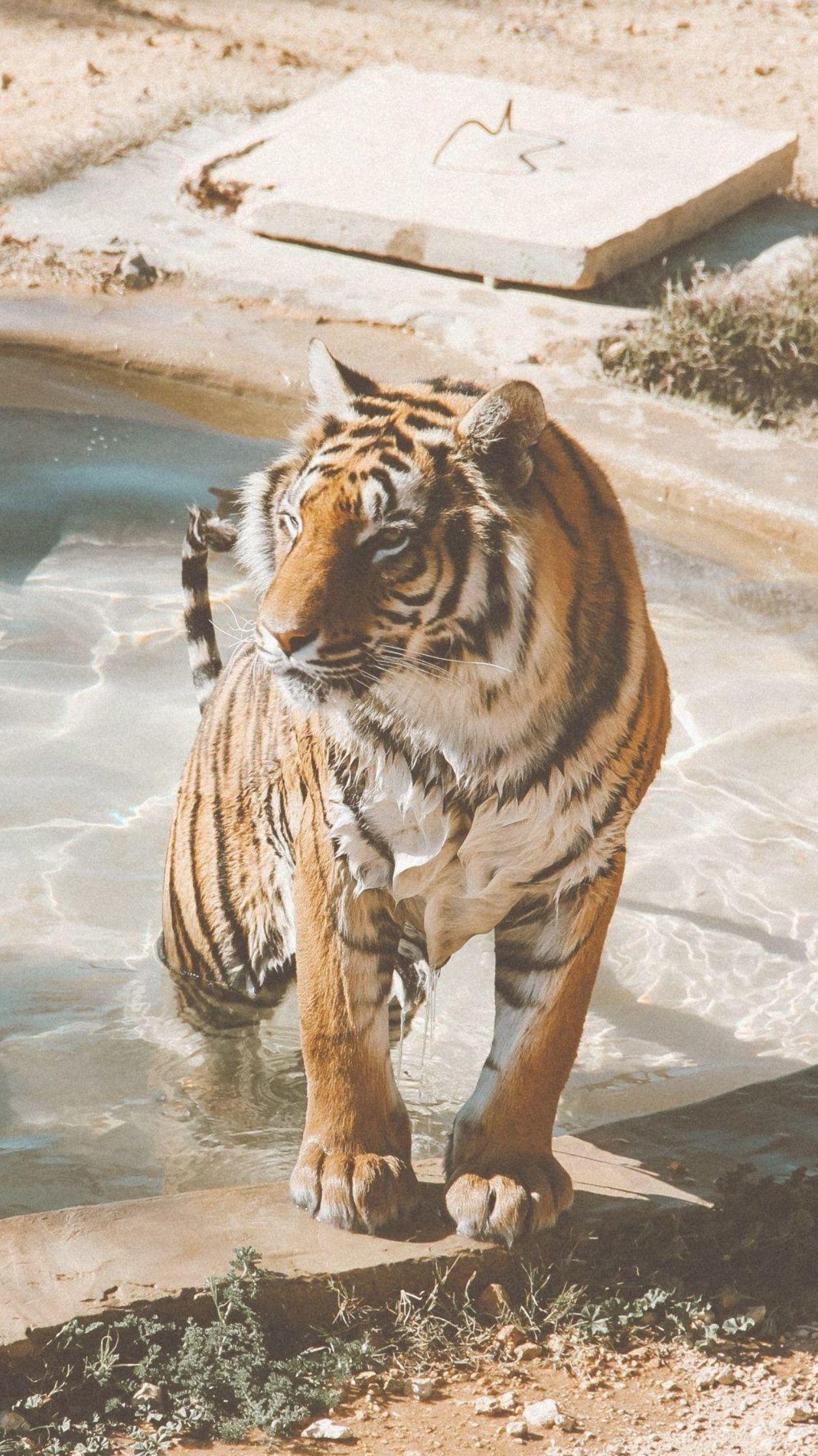 1255x2232 Cat aesthetic, Animals, Animal wallpaper.es