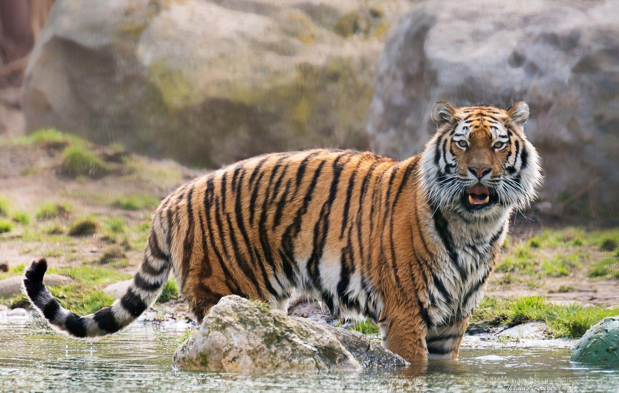 2048x1300 Tiger, Best Friend, Animals, Tigers .
