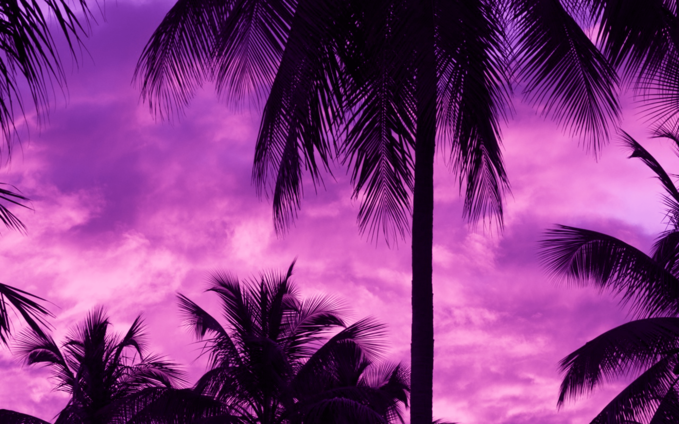 2880x1800 Purple Palm Trees HD Wallpaper .