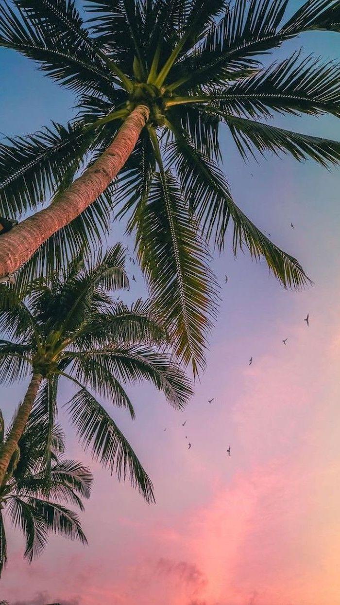 700x1244 Tall Palm Trees Cute Phone Background .com