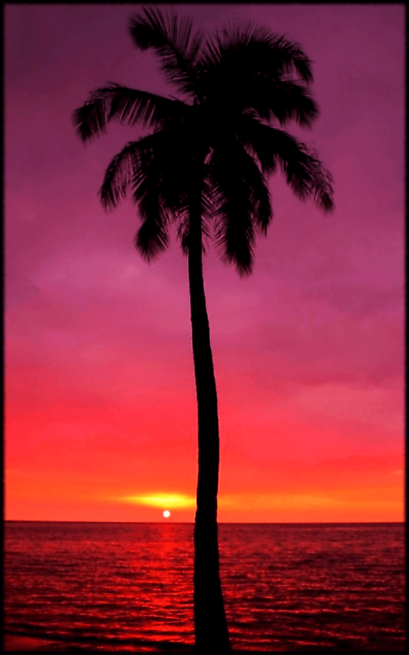 Purple Palm Tree Wallpapers - Top Free Purple Palm Tree Backgrounds