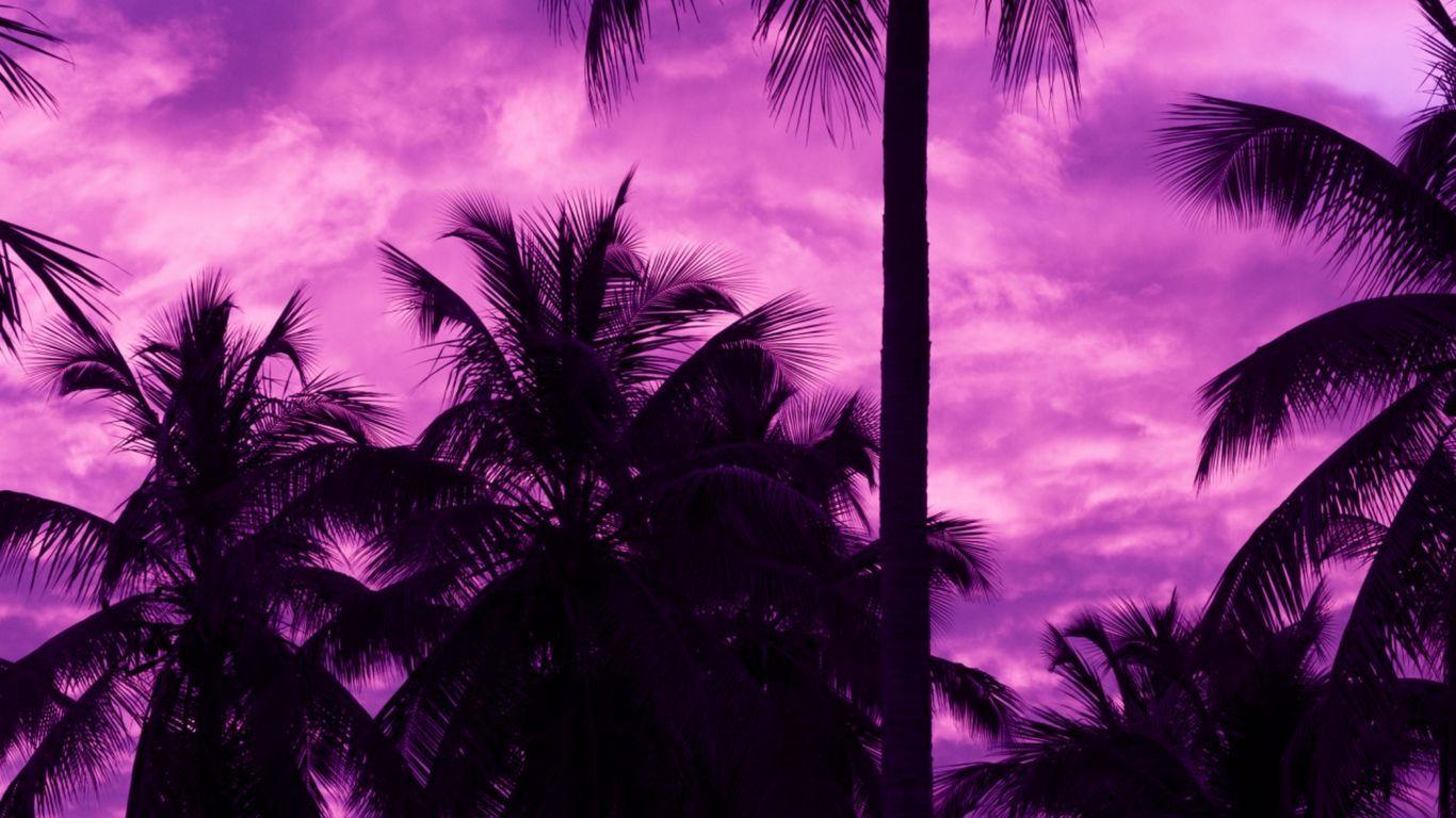 1366x768 Download wallpaper 1366x768 palm trees .