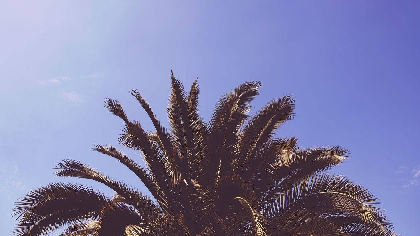 1366x768 Palm Laptop Wallpaperwallpaper.dog