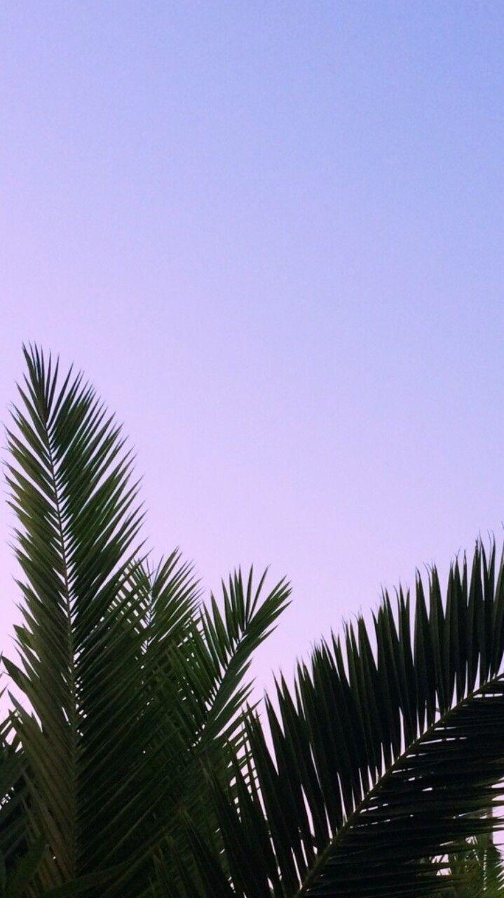 719x1280 Fighetti. Palm trees wallpaper .com