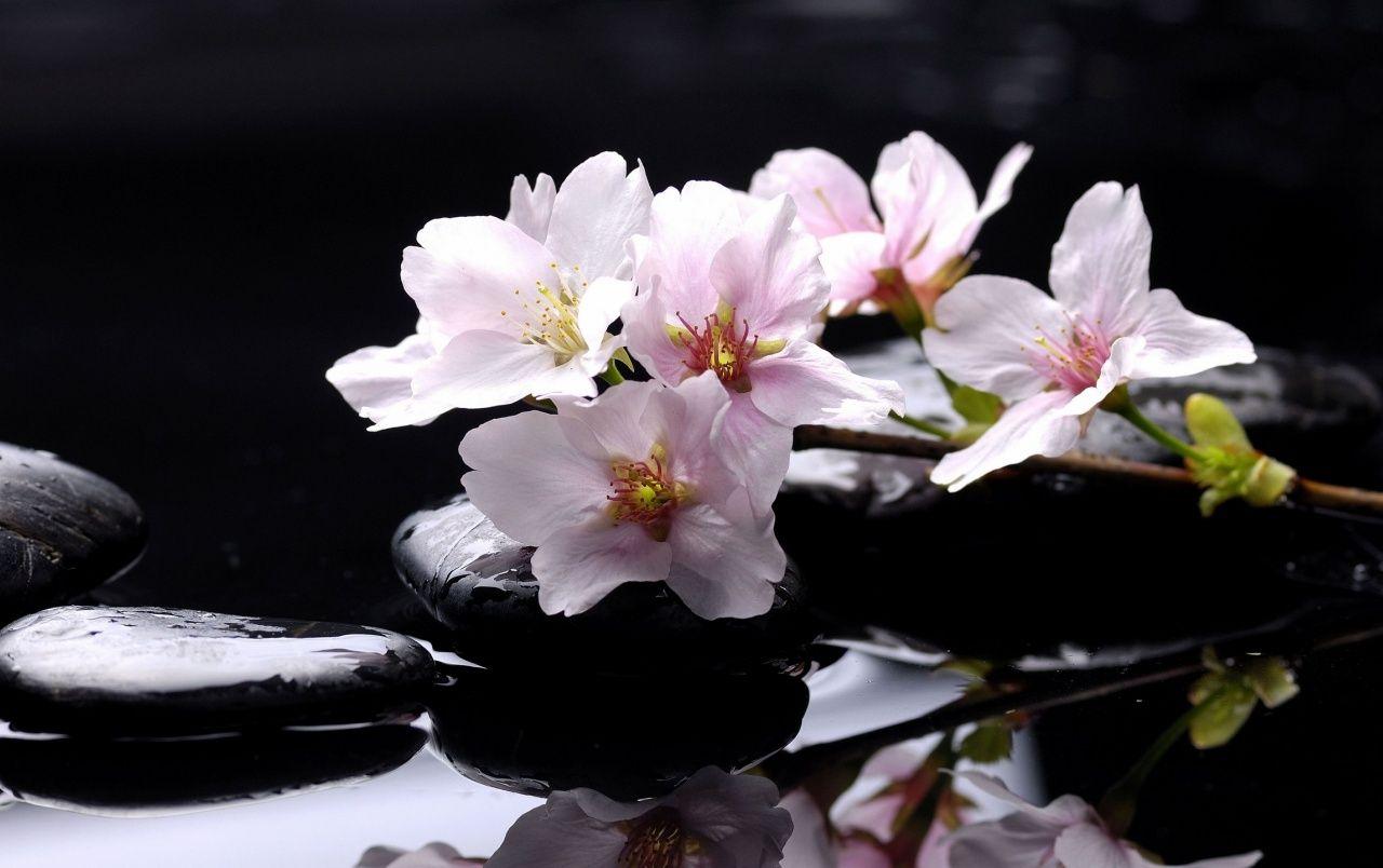 1280x804 Magnolia wallpaper. Magnolia