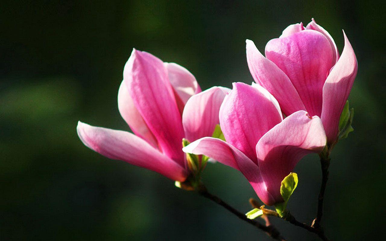 1280x800 magnolia flowers. Magnolia Flower .com