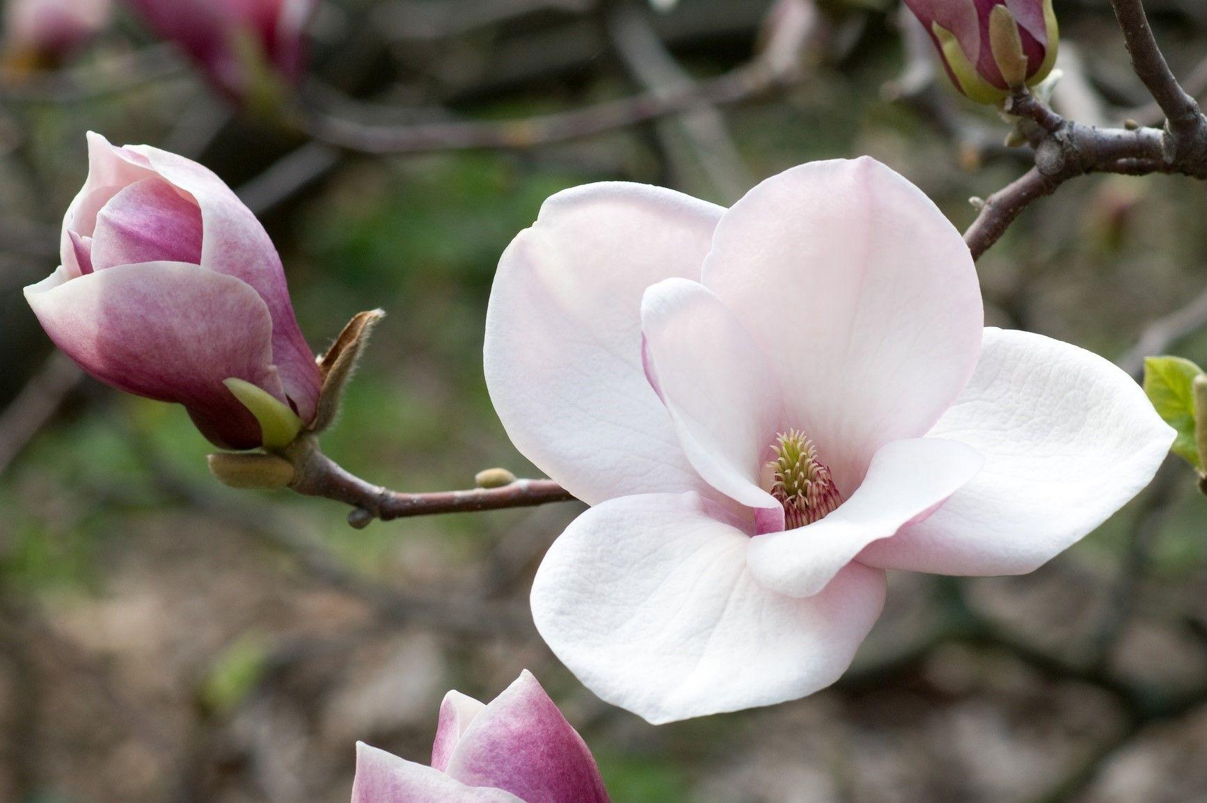 1734x1154 Magnolia Wallpaper .itl.cat