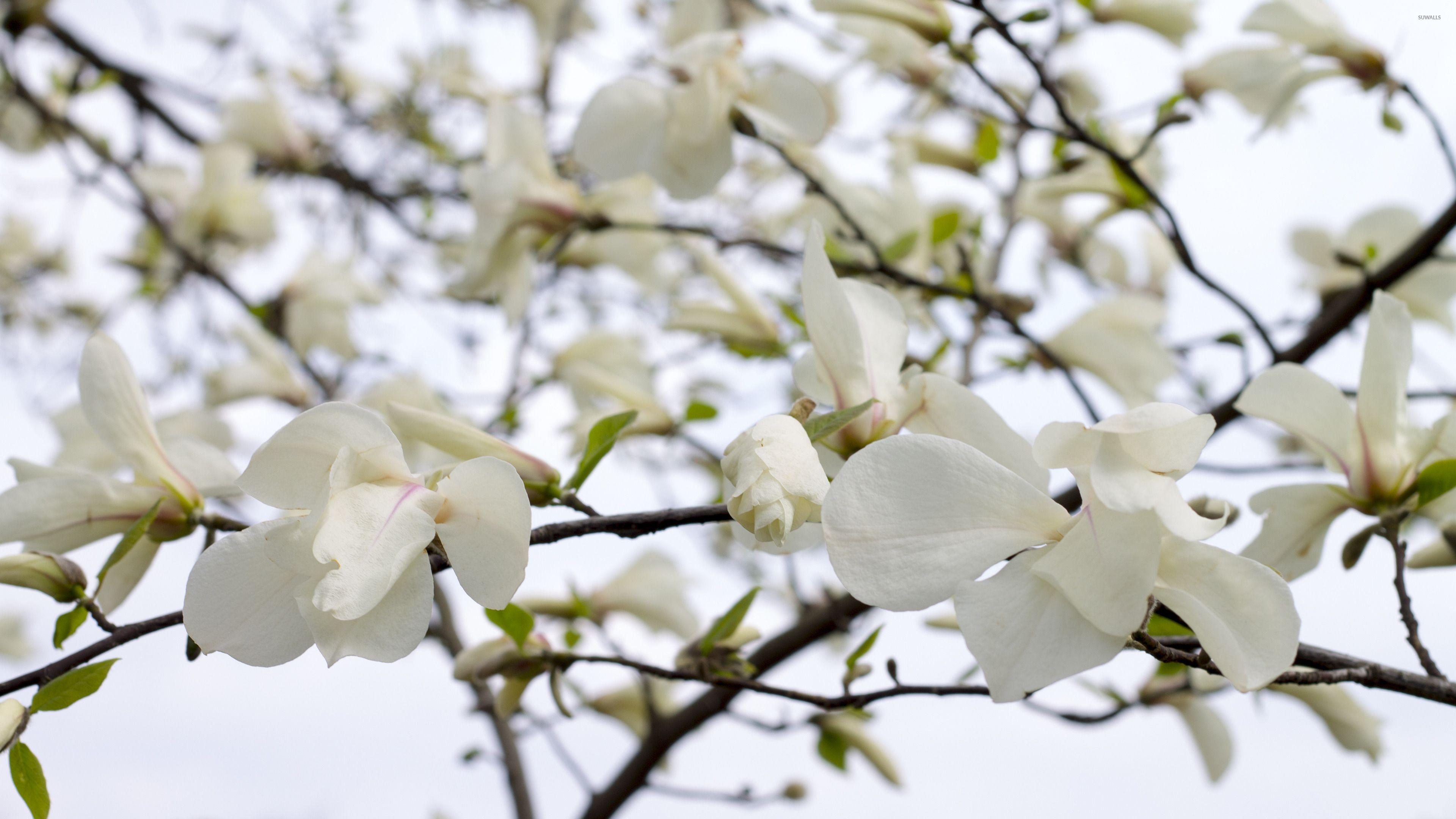 3840x2160 White Magnolia Flower