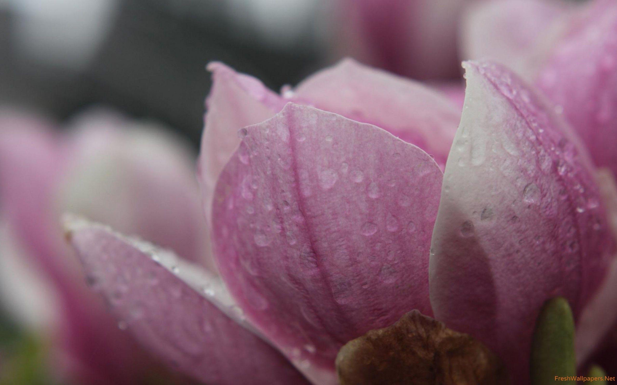 2560x1600 Wet magnolia wallpaper