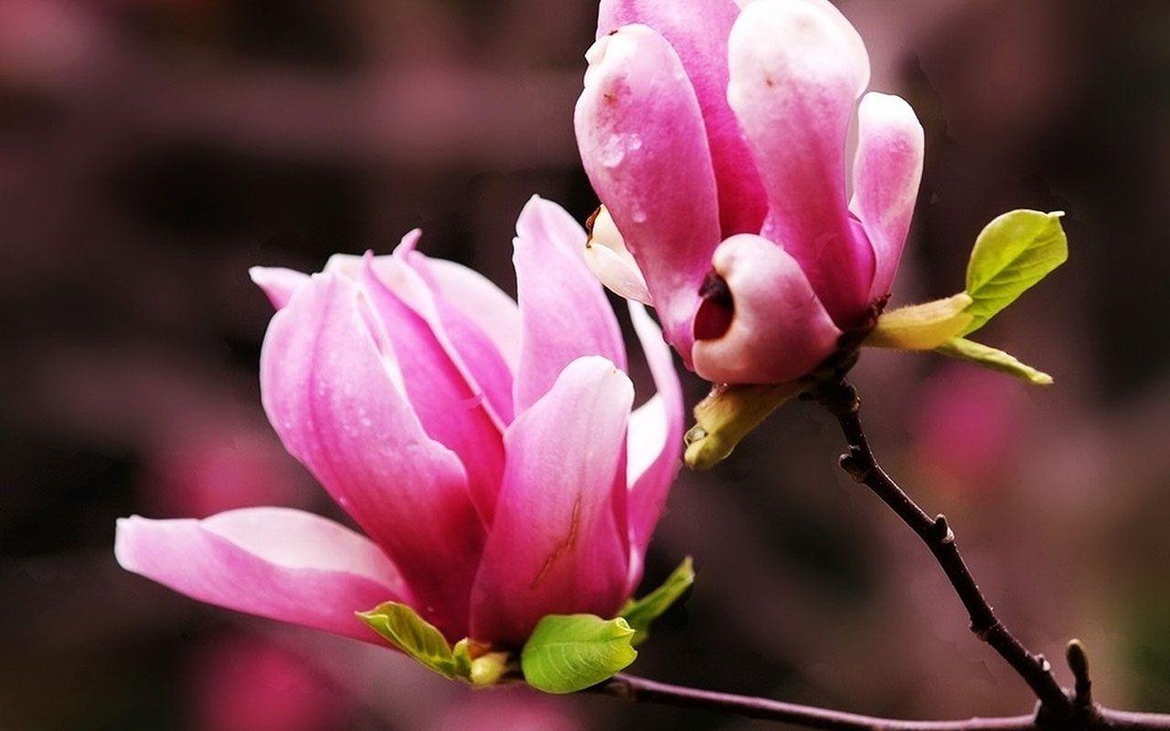 1280x800 Free download magnolia Wallpaper 12 .