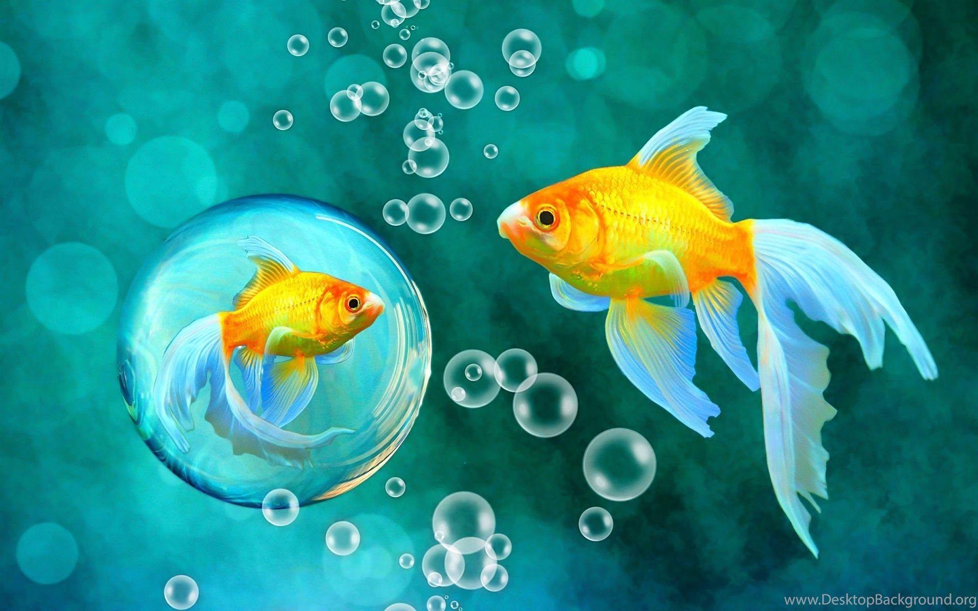 1920x1200 Bubbles Goldfish Blue Bokeh Sea Fish .