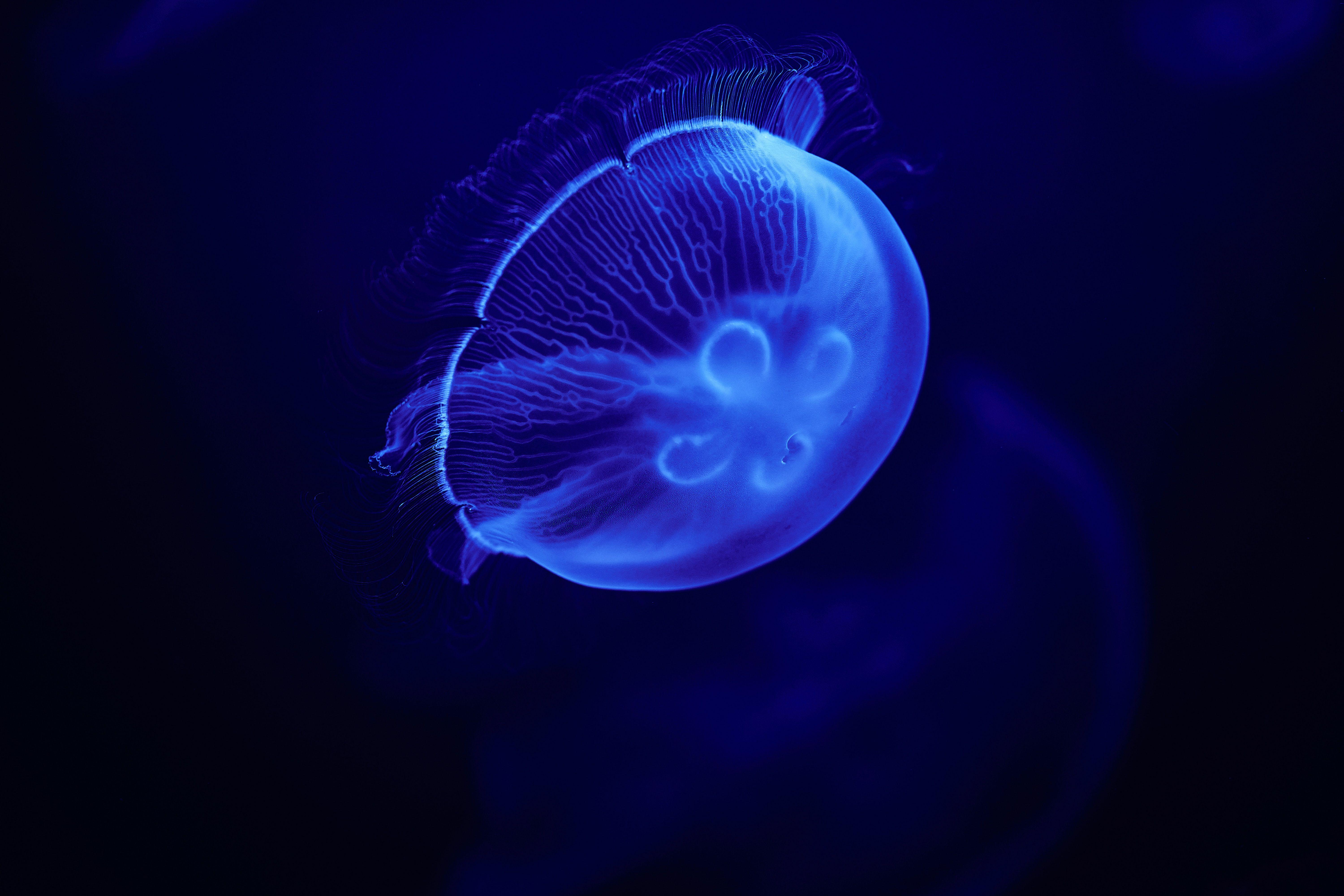 6000x4000 Jellyfish Blue 5k, HD Animals, 4k Wallpaper, Image, Background, Photo and Picture