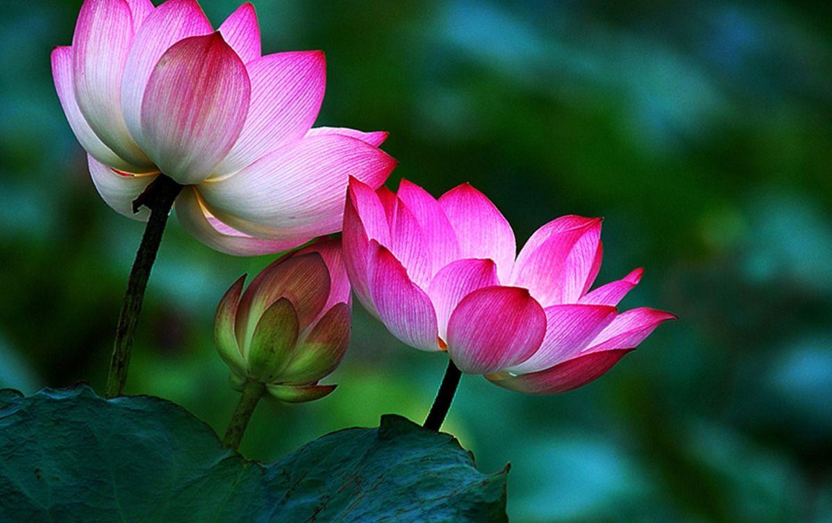 1198x753 Beautiful Buddha HD Wallpaper, Tian Tan .avante.biz