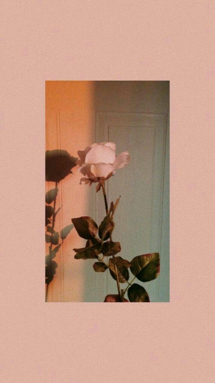 720x1280 Aesthetic wallpaper, iPhone wallpaper .com