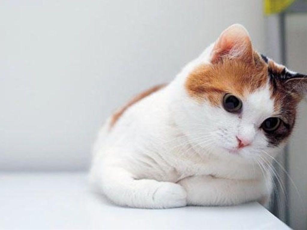 Hình nền 1024x768 Cute Cats White Wallpaper