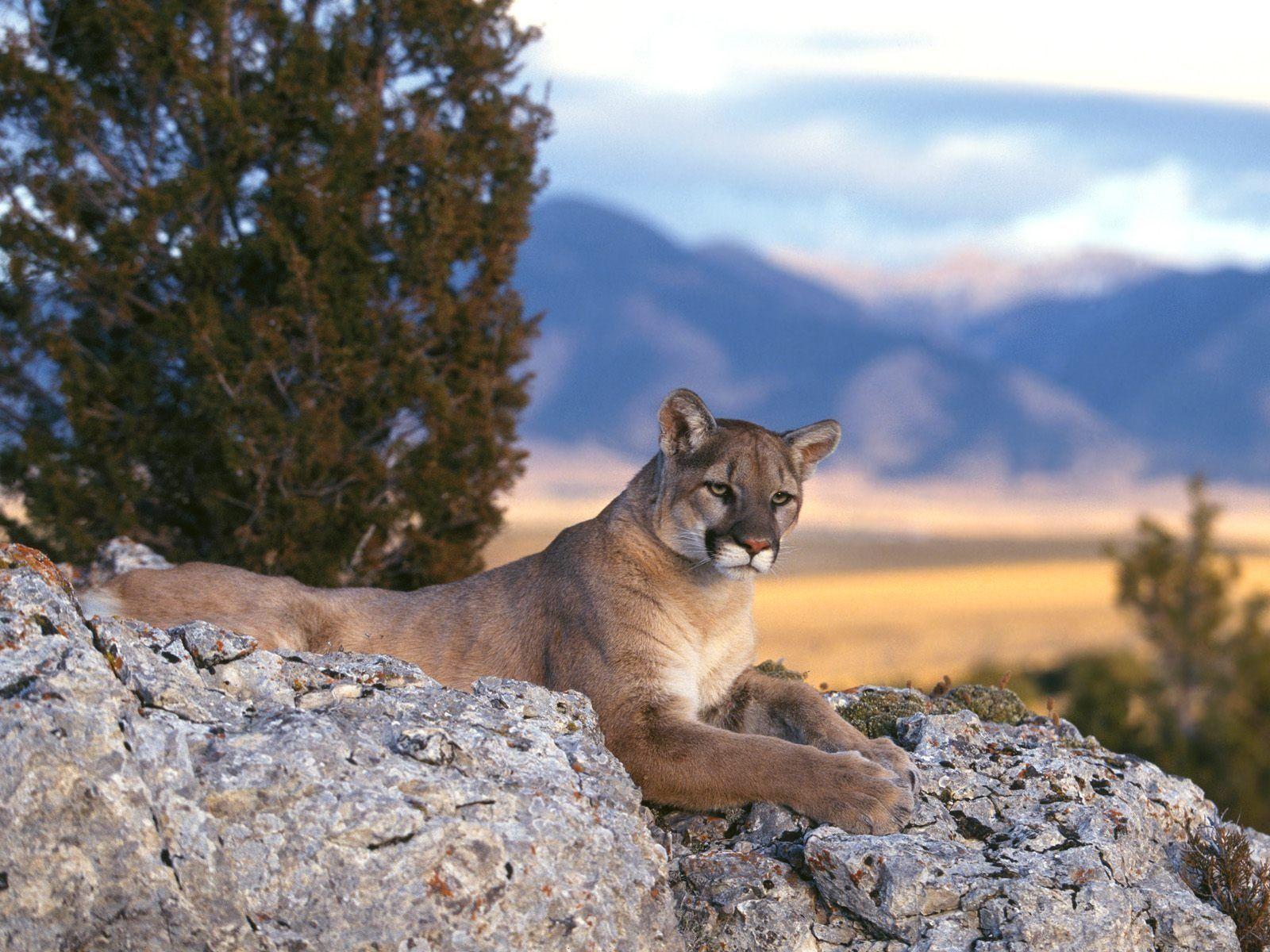 1600x1200 Mountain Lion