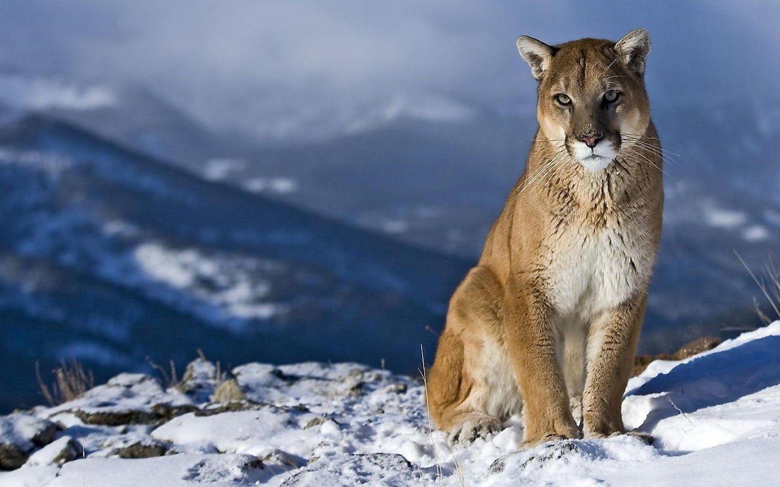 1600x1000 mountain lion wallpaper Desktop .hddesktopwallpaper.in