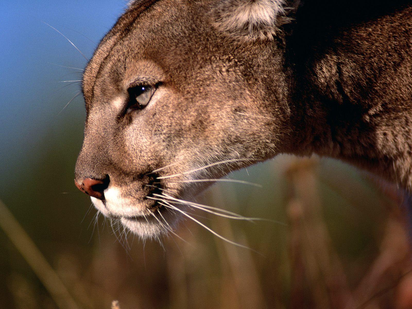 1600x1200 Mountain Lion Desktop Wallpaper on .