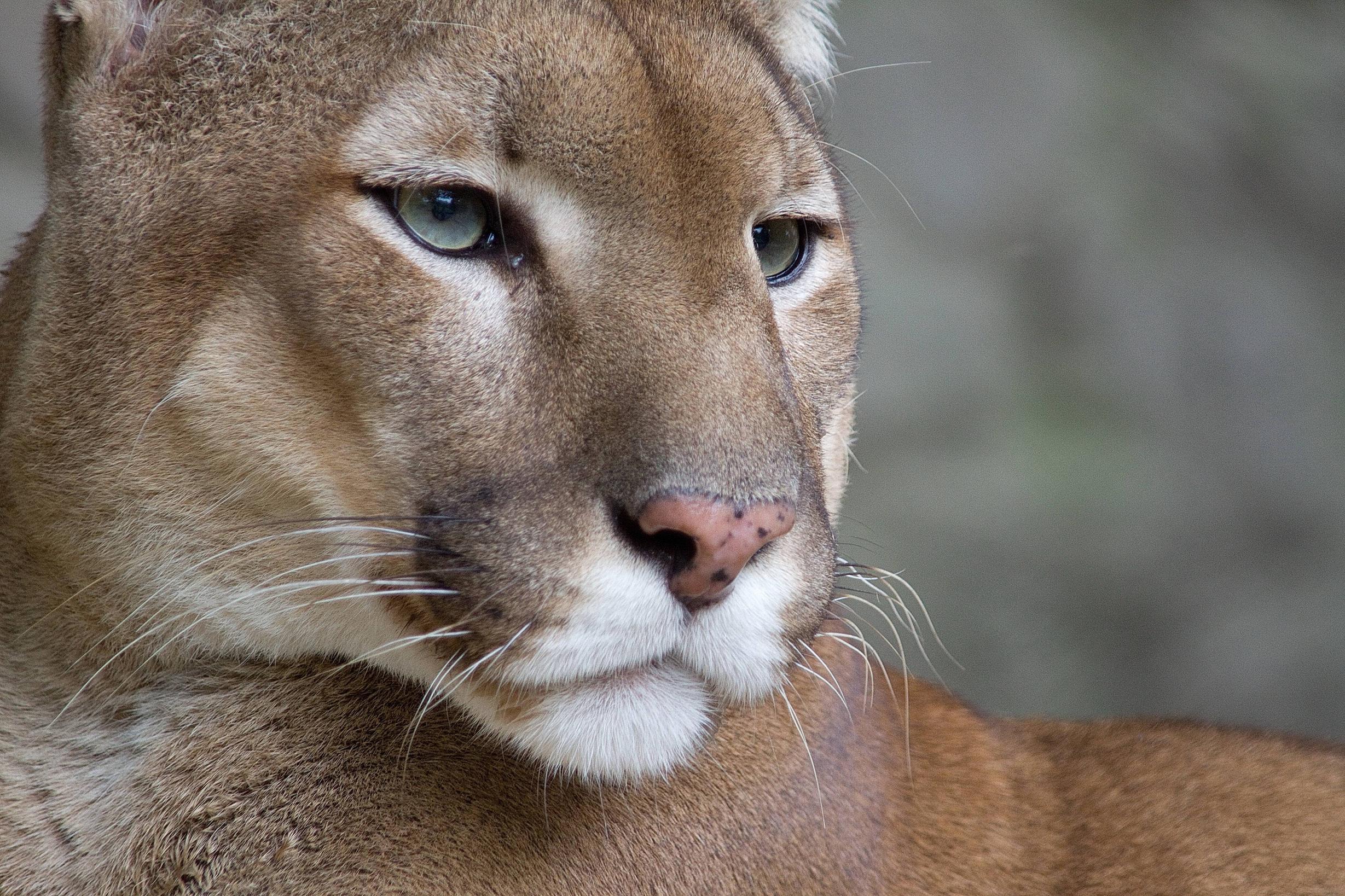 2458x1638 Mountain Lion Wallpaper HD Download .istok09.