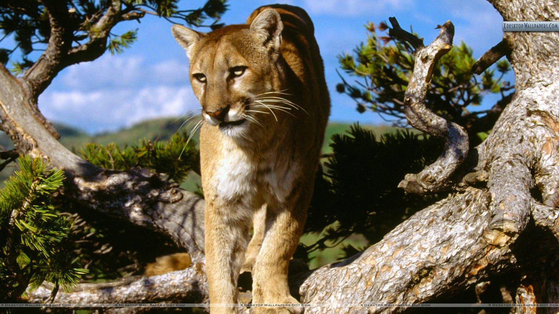 1920x1080 Mountain Lion Wallpaper HD on .