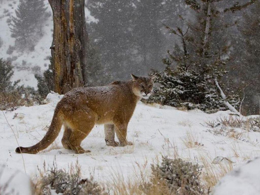 1024x768 Mountain Lion Wallpaperwallpaper.dog