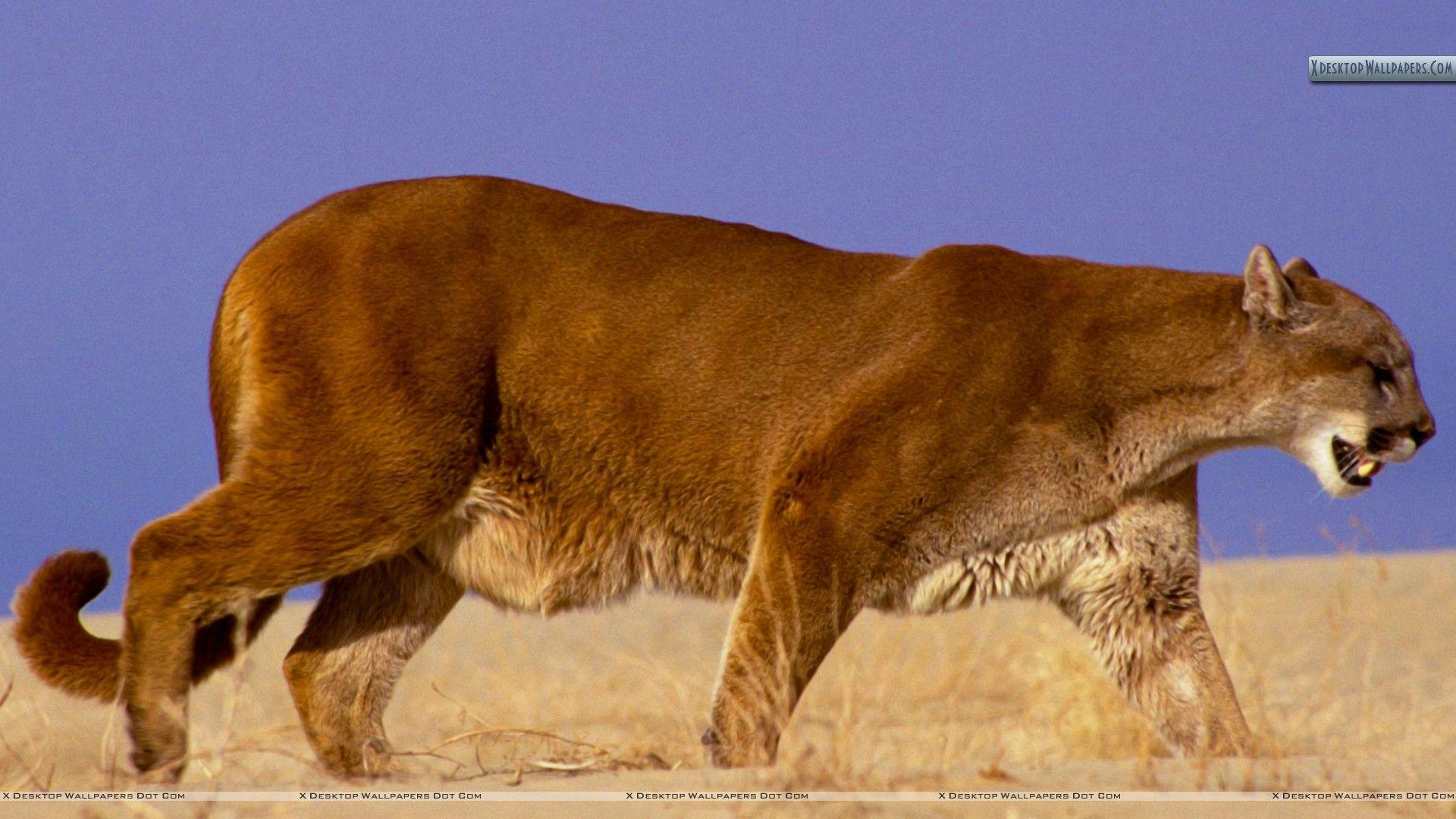 1920x1080 The Hunter Mountain Lion