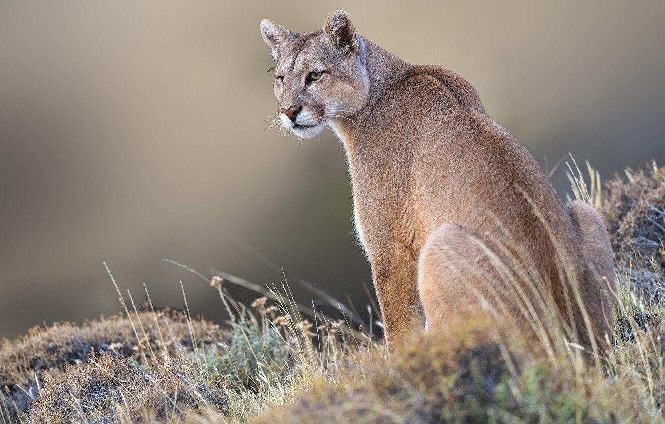 1332x850 Wallpaper grass, background, wild cat .