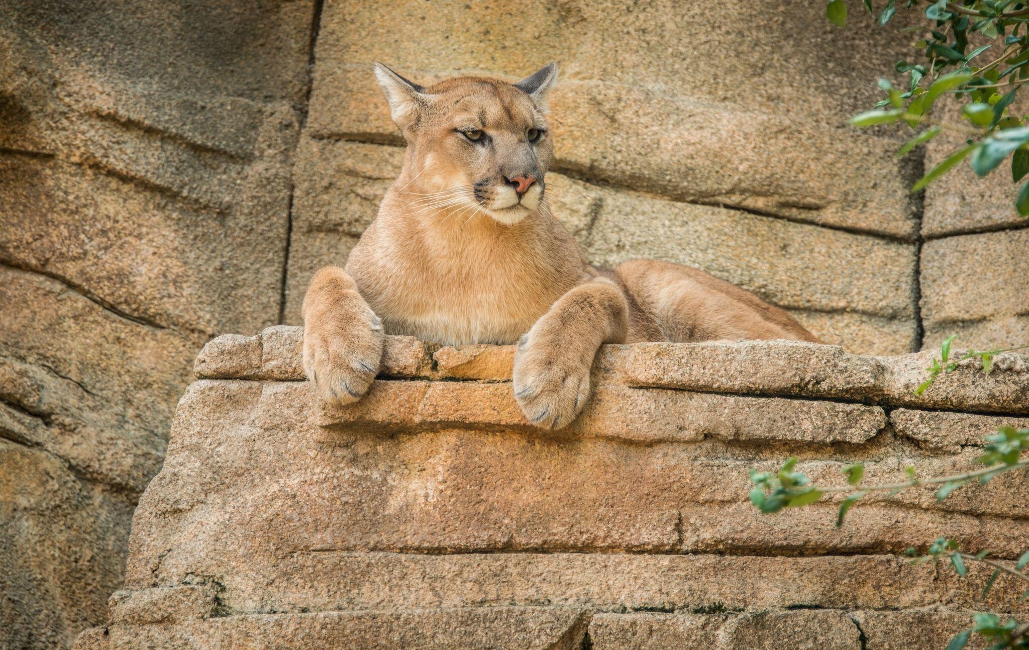 2048x1293 Mountain Lion High Quality Wallpaper .