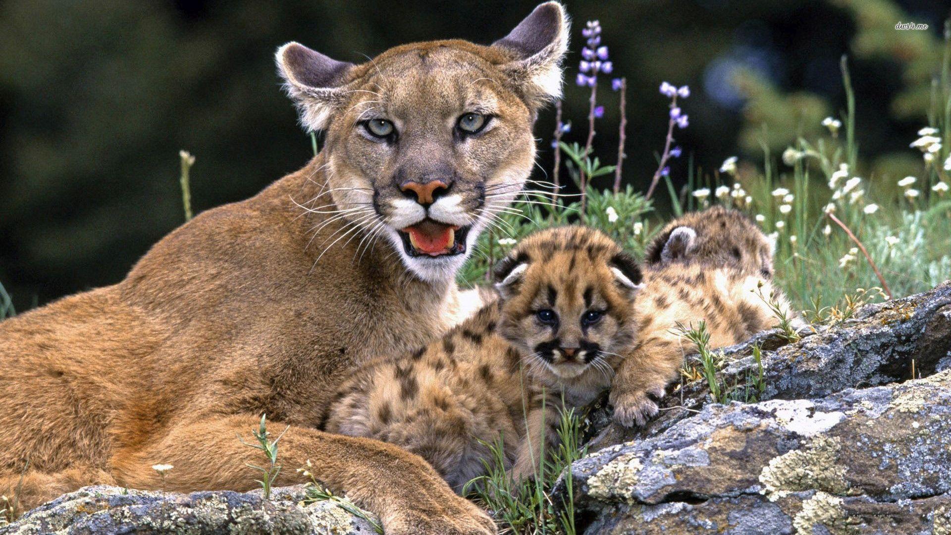 1920x1080 Mountain Lion Wallpaper