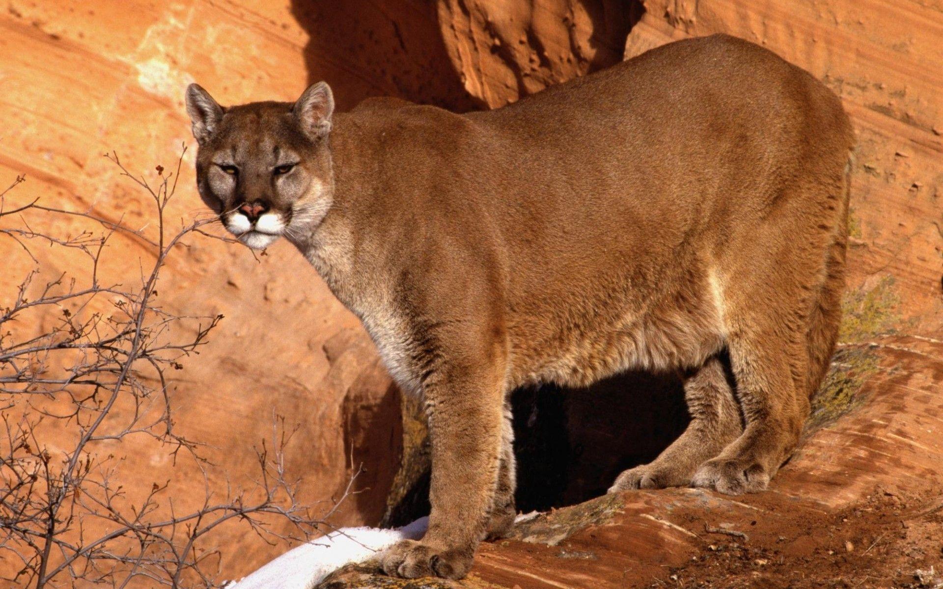 Mountain Lion Desktop Wallpapers Top Free Mountain Lion Desktop Mountain Lion Desktop Wallpapers Top Free Mountain Lion Desktop