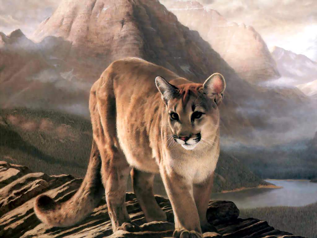 1024x768 Mountain Lion Desktop Wallpapermountain Hd Wallpaper.