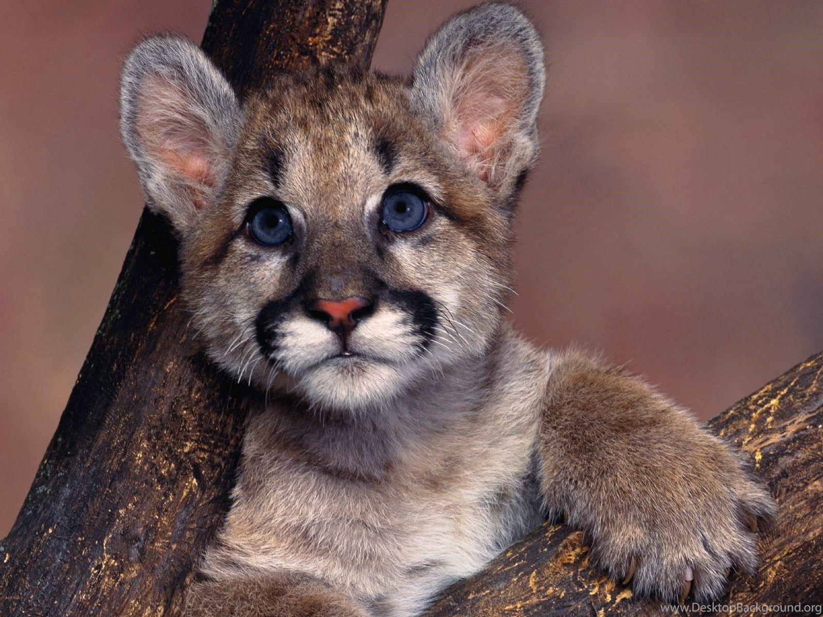 1600x1200 Baby Mountain Lion Desktop
