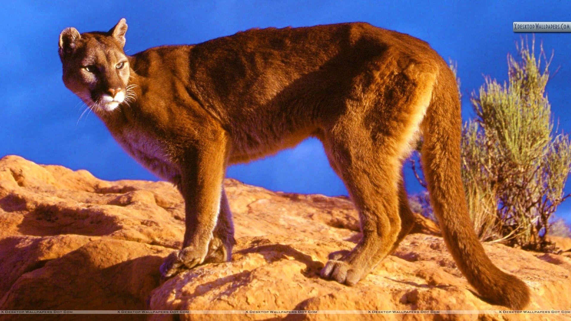 1920x1080 Rough Terrain, Mountain Lion Wallpaper .com