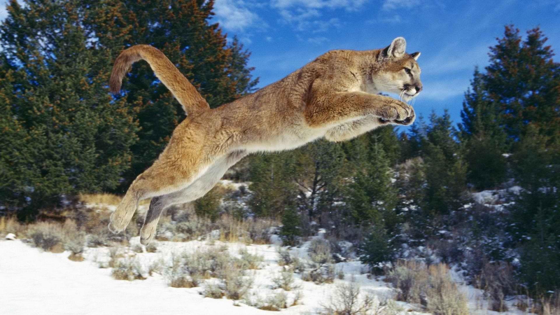 1920x1080 Mountain Lion