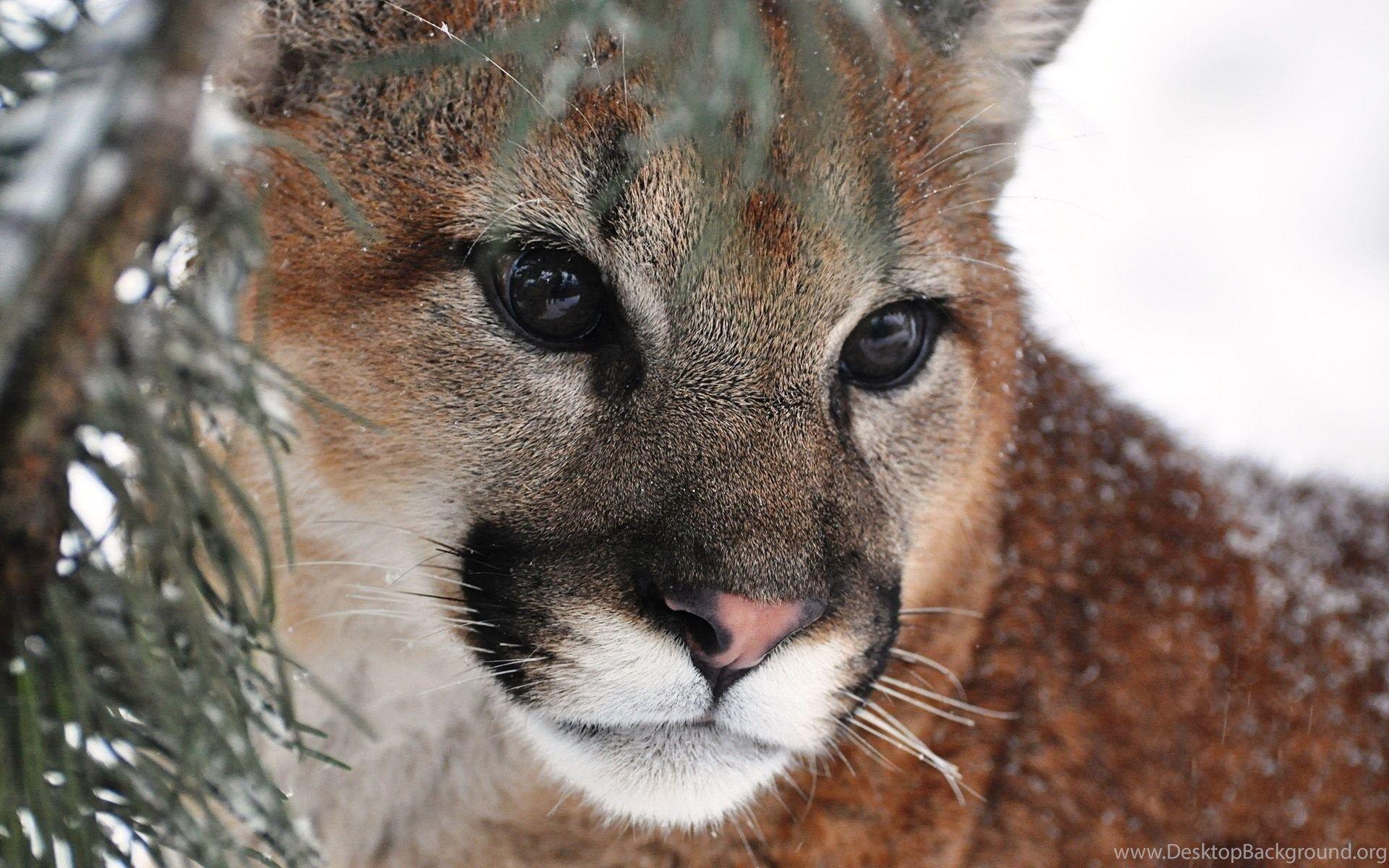 1920x1200 Mountain Lion Wallpaper, Desktop .