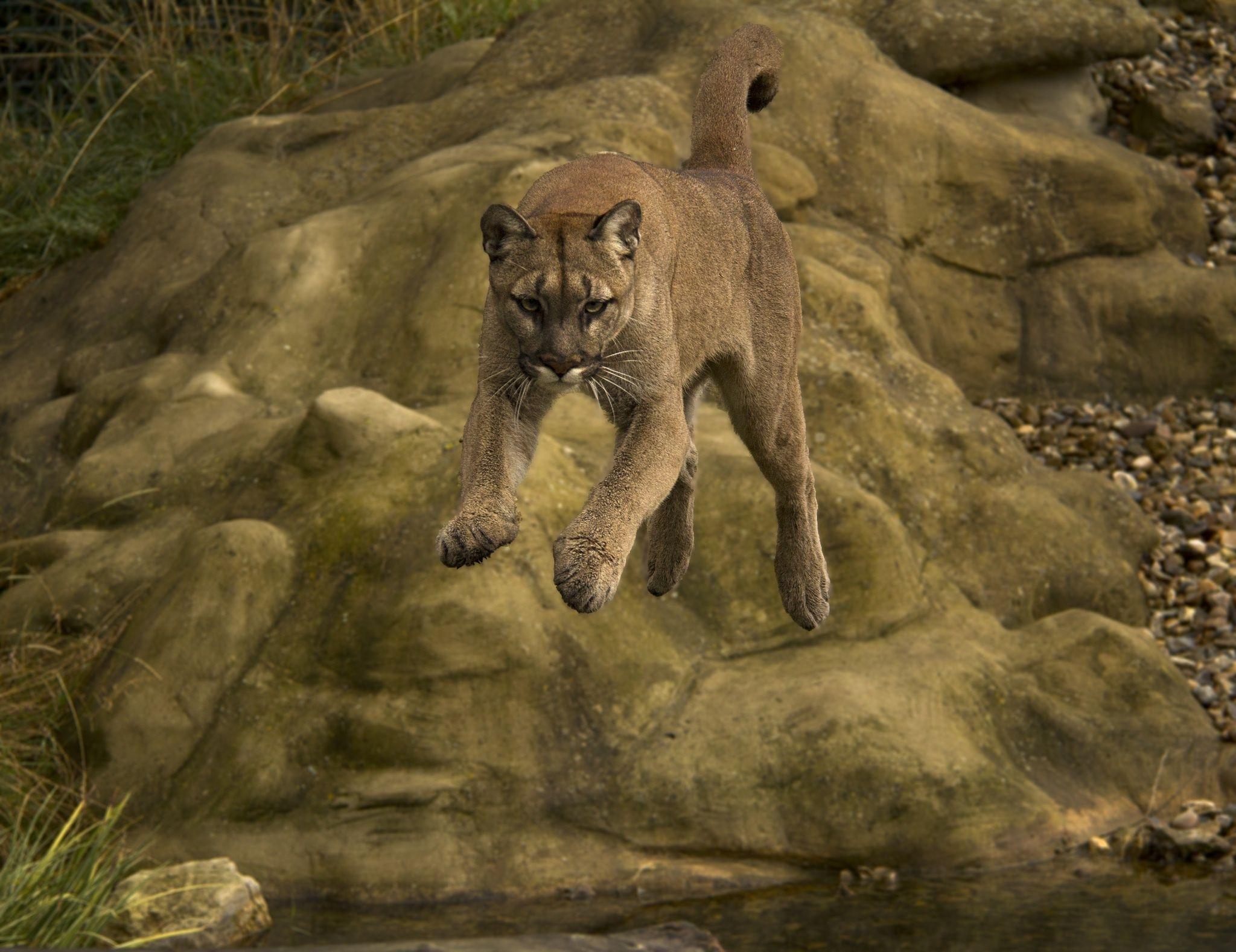 2048x1578 puma, Cougar, Mountain, Lion Wallpaper .