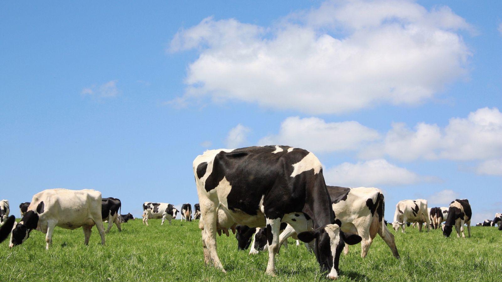 1600x900 Dairy Cow Wallpaper 1920x1080 .