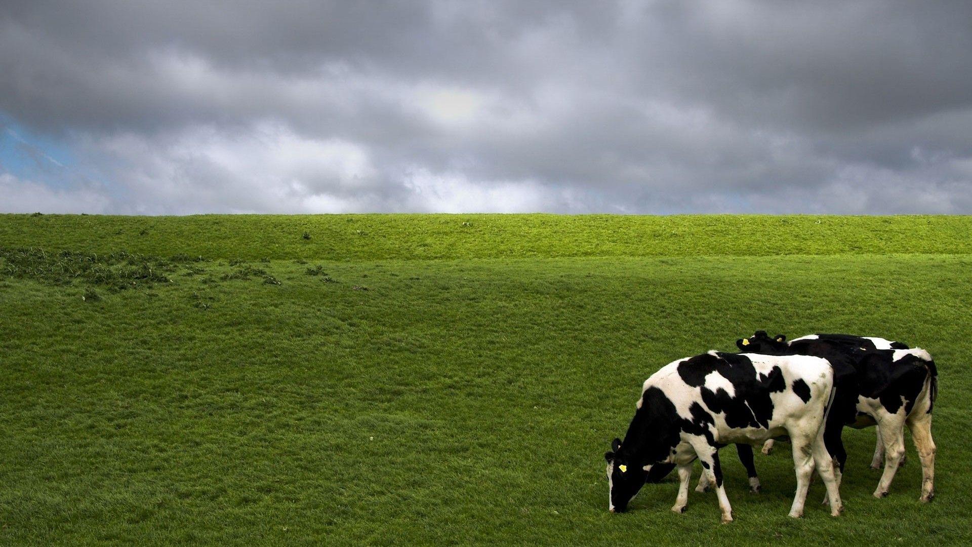 1920x1080 Cows Wallpaper Download .