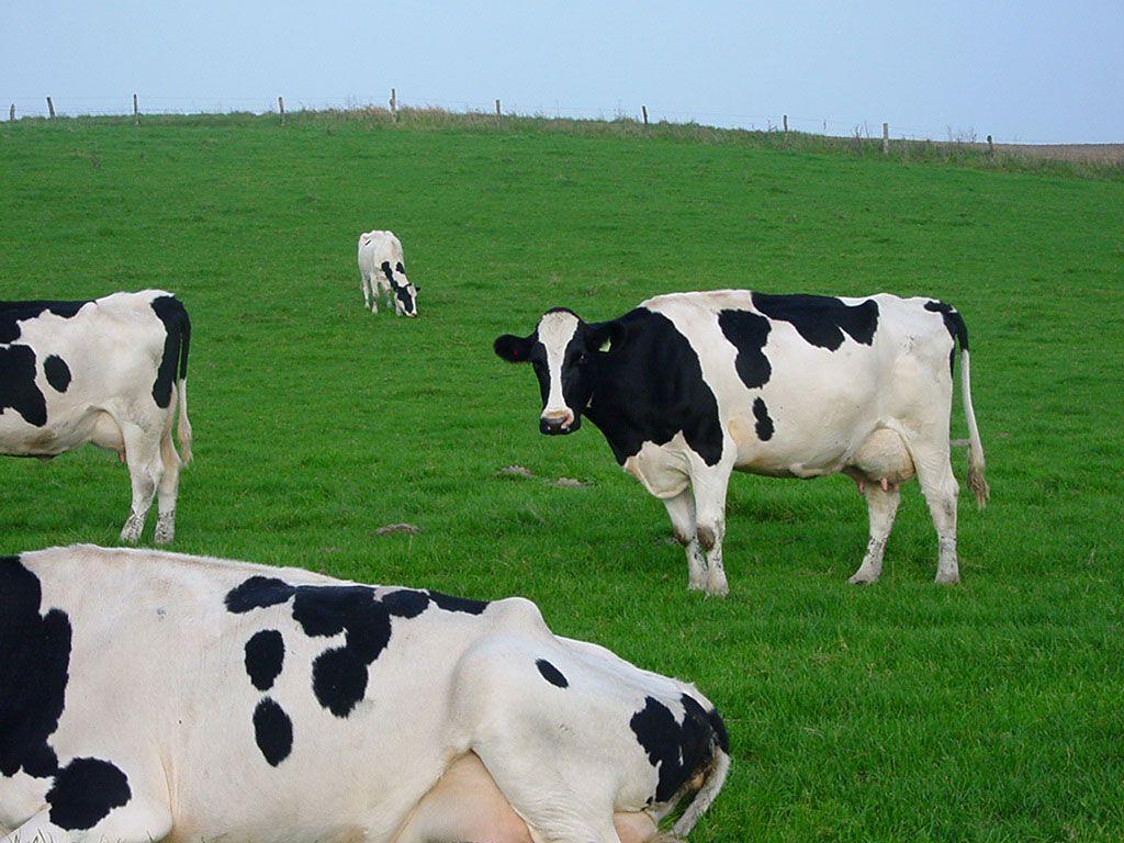1024x768 Dairy Cow Wallpaper 24711 HD Wallpaper .