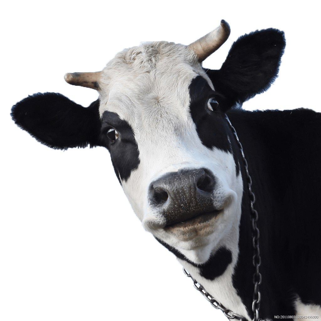 1024x1024 Download Sheep Friesian Cow Wallpaper .