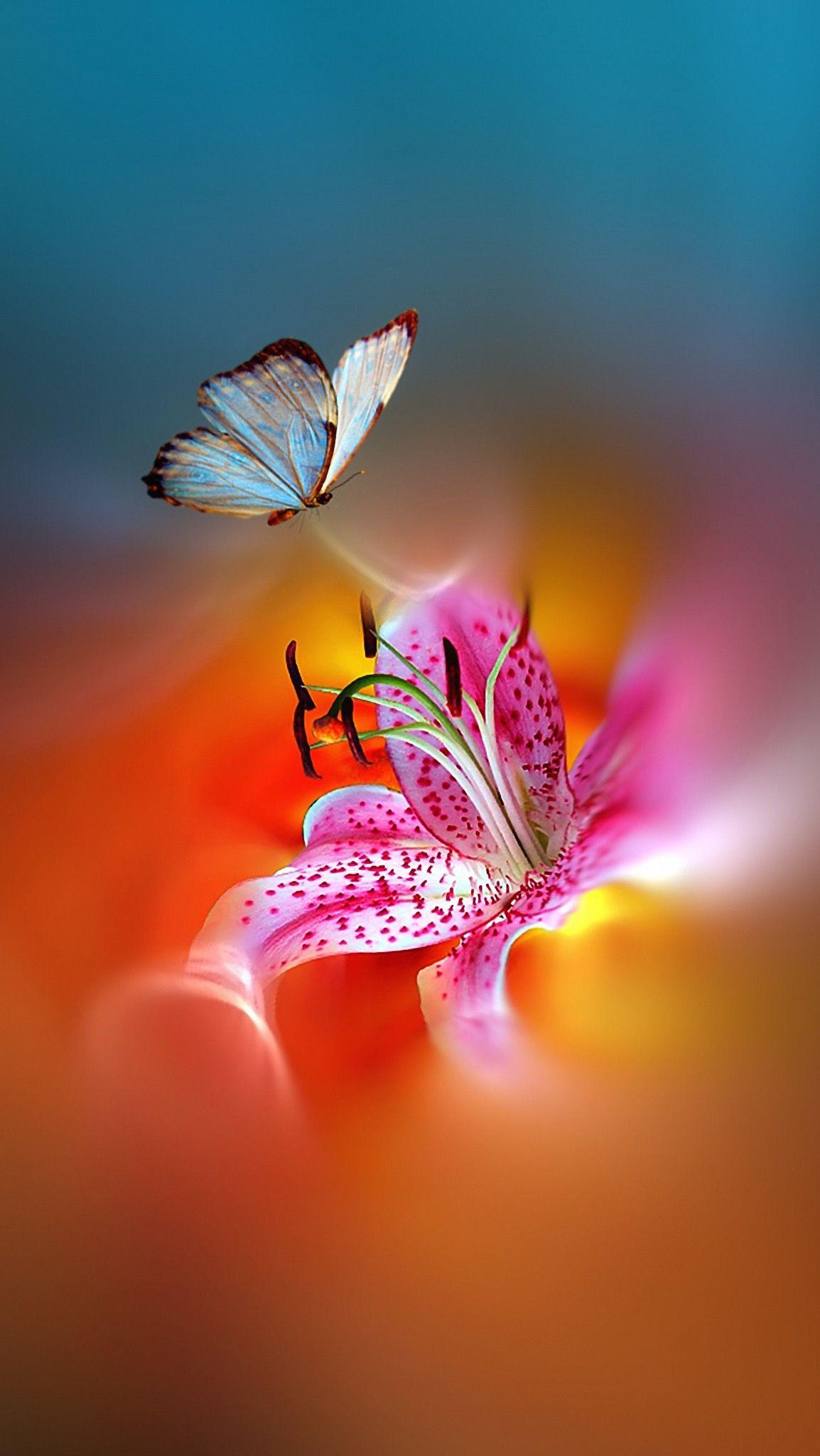 Amazing Nature Butterfly Wallpapers Top Free Amazing Nature Butterfly
