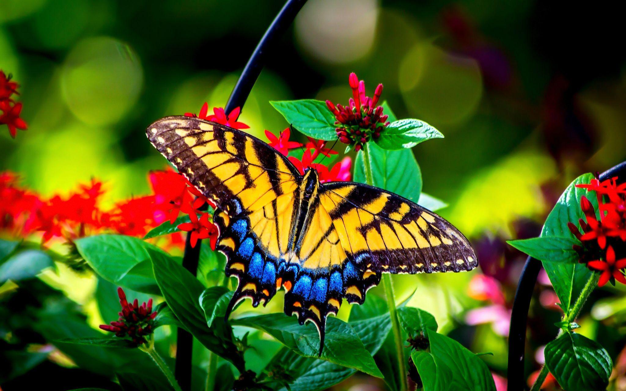 2048x1280 Butterfly and garden flowers beauty .ca