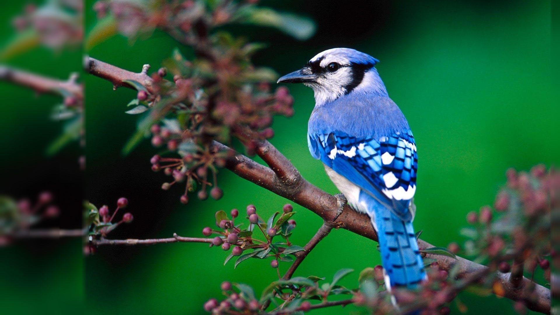 1920x1080 Free download image of beautiful birds .com