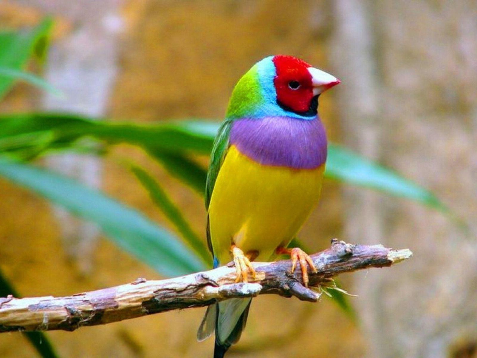 1600x1200 Beautiful Birds Wallpaper