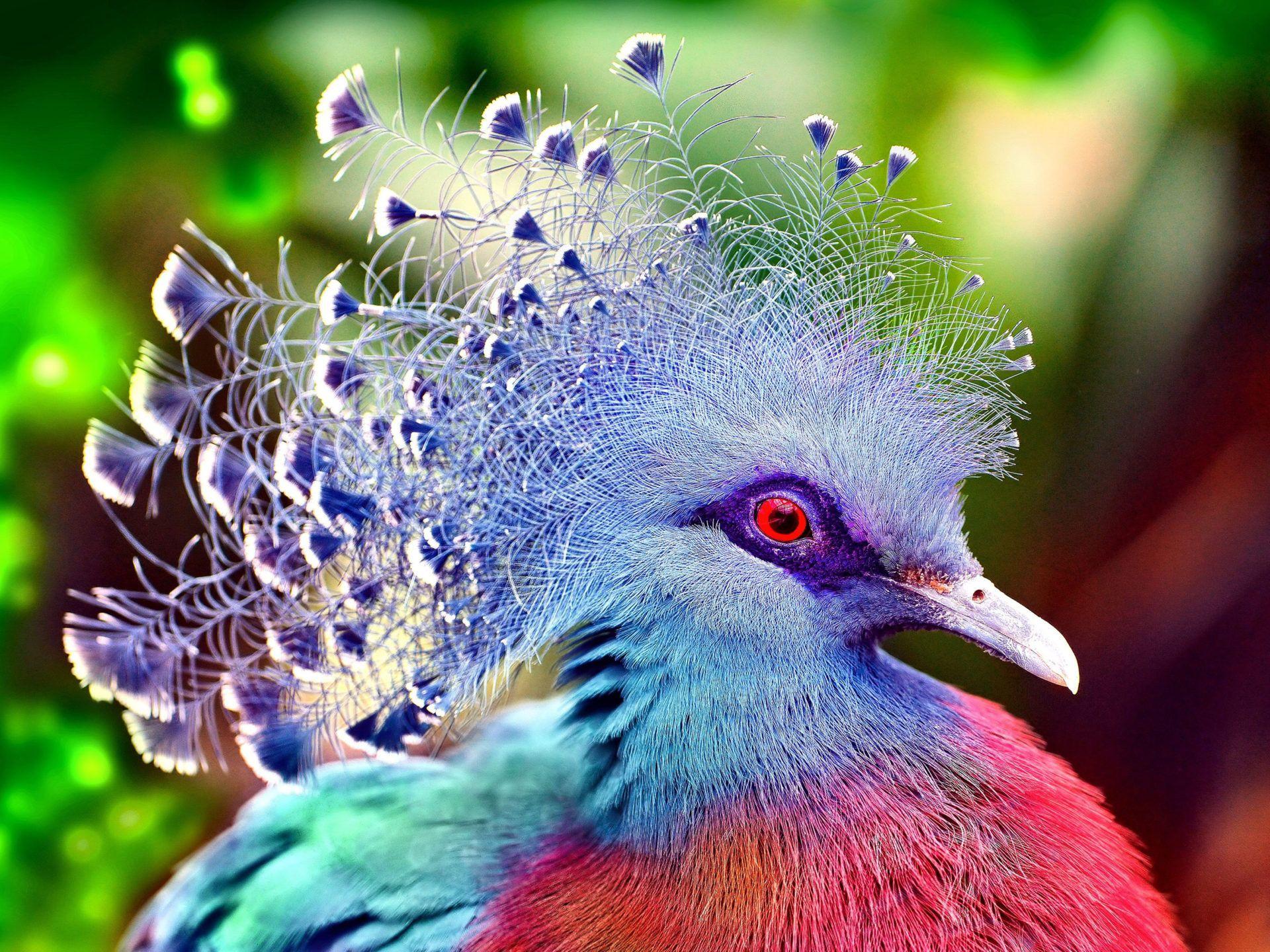 1920x1440 Victoria Crowned Pigeon The Most .