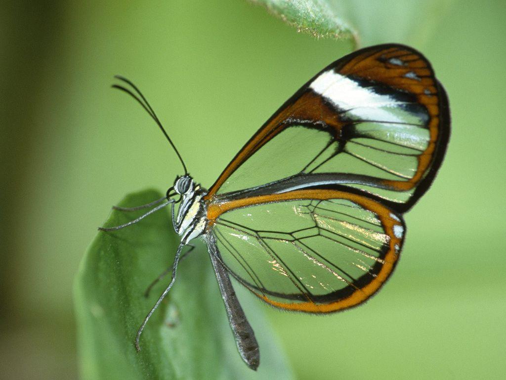 1024x768 Butterfly Photo