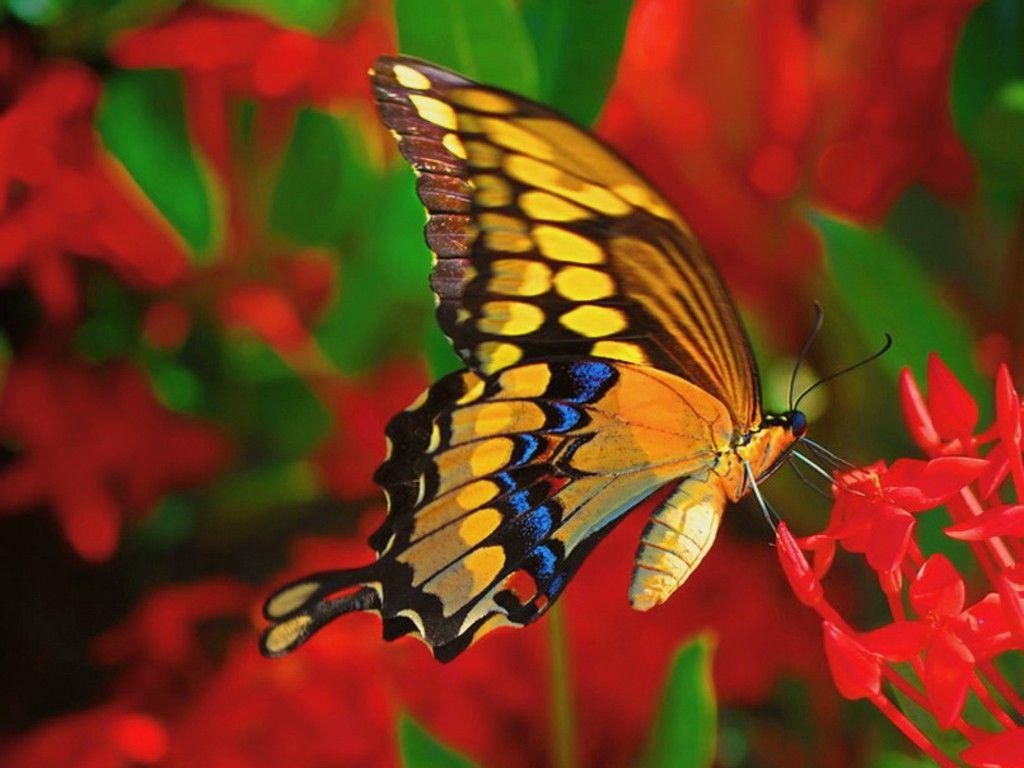 1024x768 The Most Beautiful Butterflies