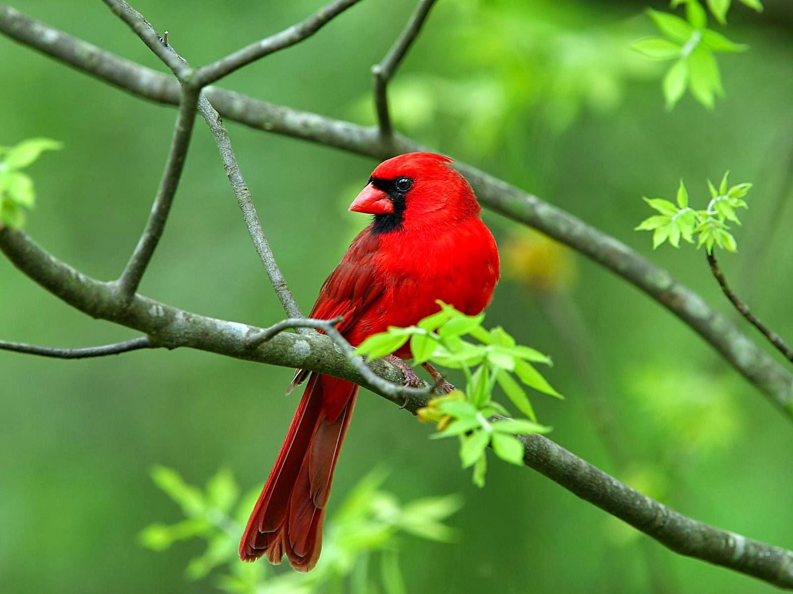 1600x1200 Birds Wallpaper Download .