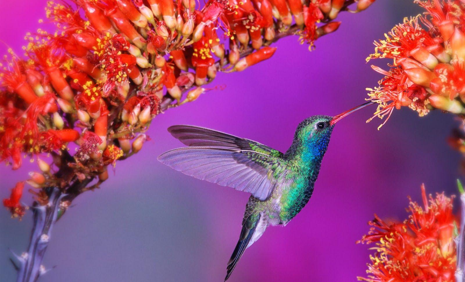 1600x972 Beautiful Birds Wallpaper Hdhd