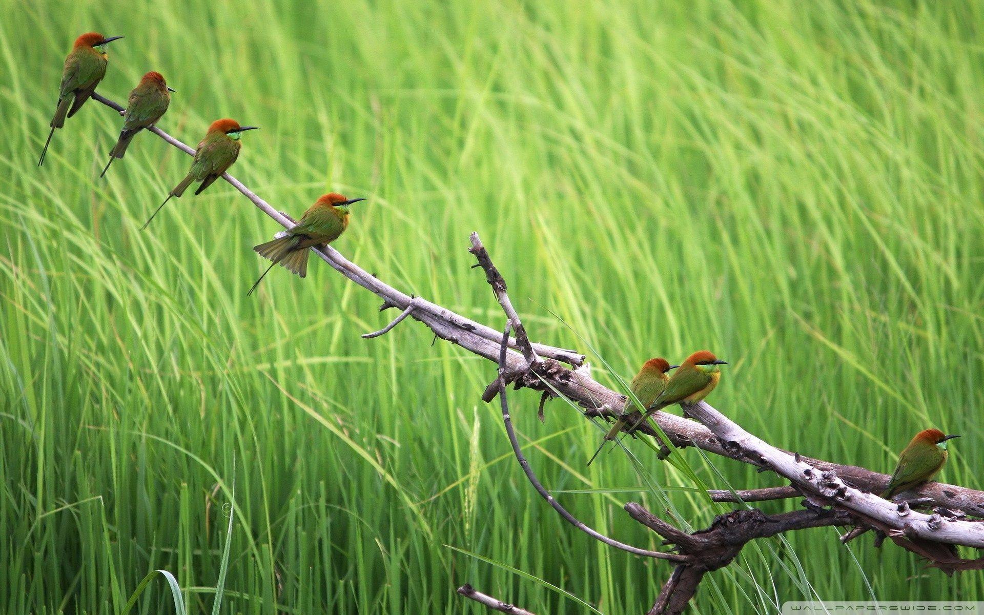 1920x1200 Birds Wallpaper Background .